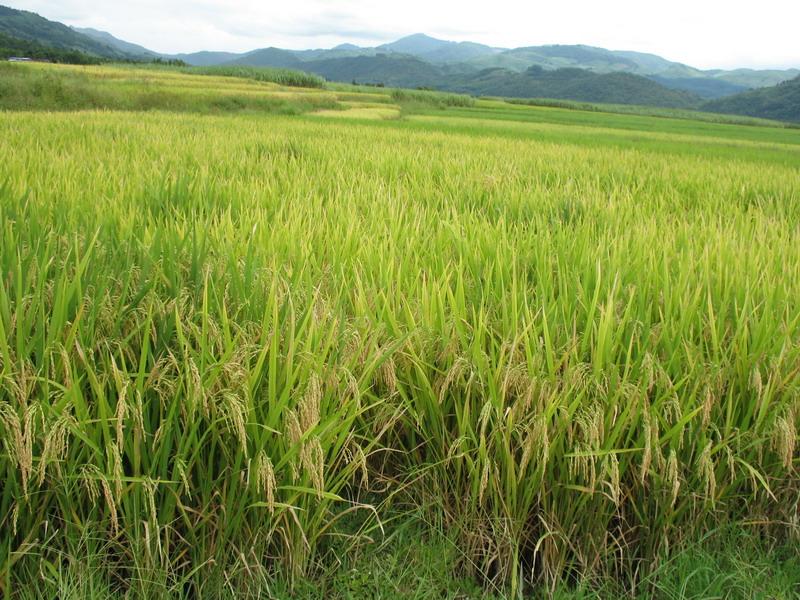 農(nóng)作物病害檢測儀，為農(nóng)戶種植提供便利條件