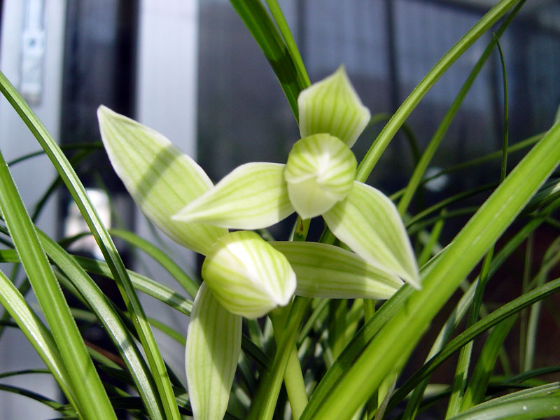 想要讓蘭花多發(fā)芽，定期施肥是關(guān)鍵